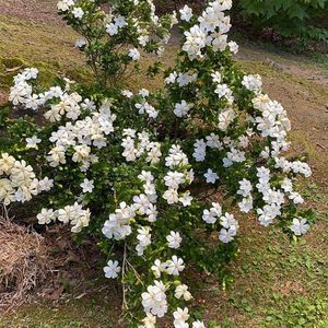 Meet your Posher, Dixie